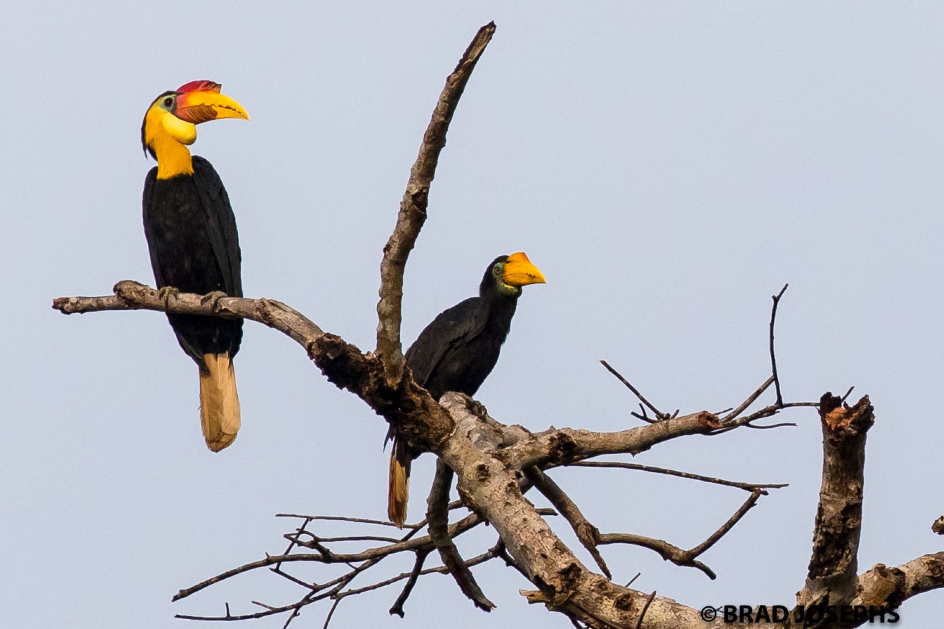 Borneo Hornbill