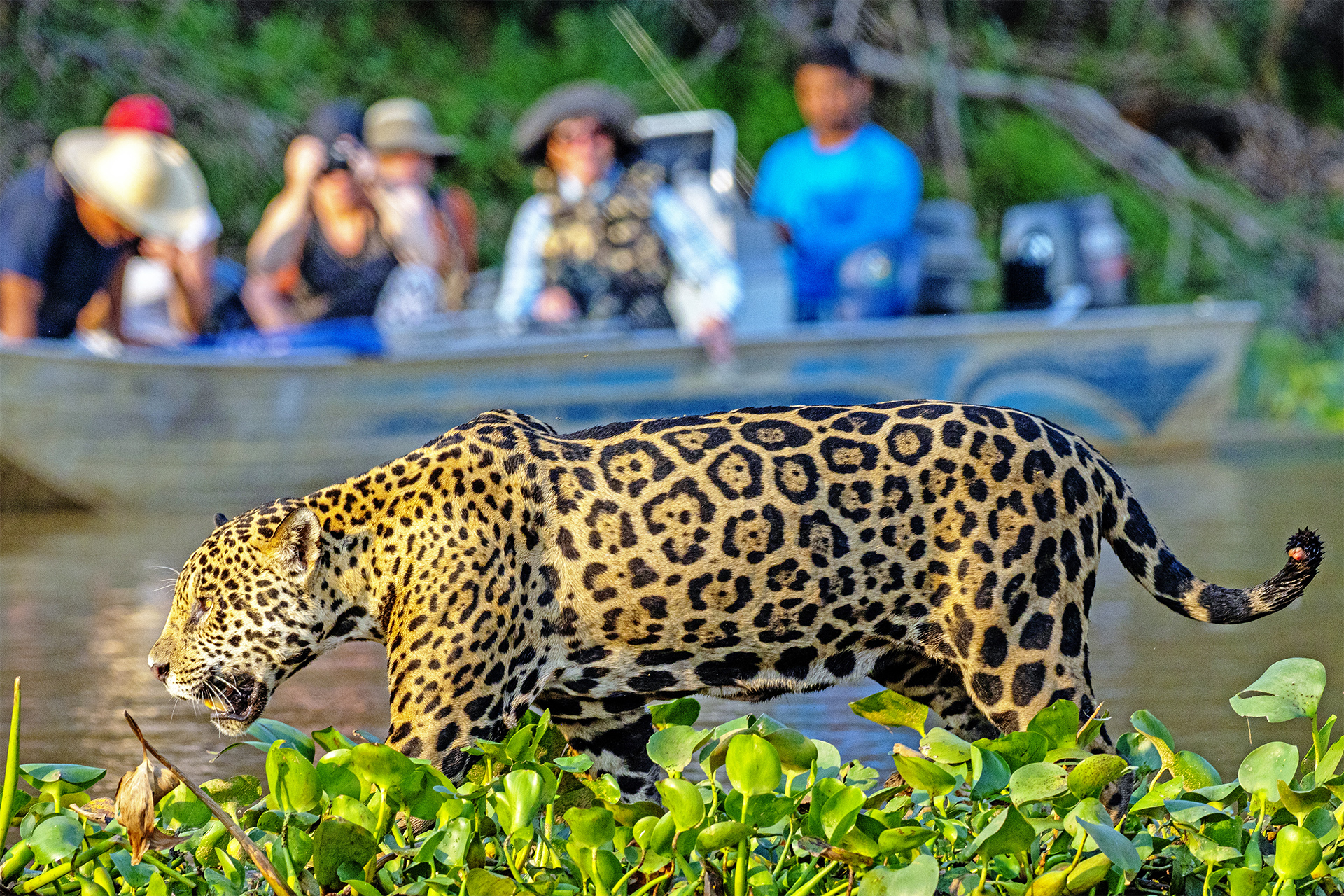 Travelers observe jaguar in Brazilian Pantanal