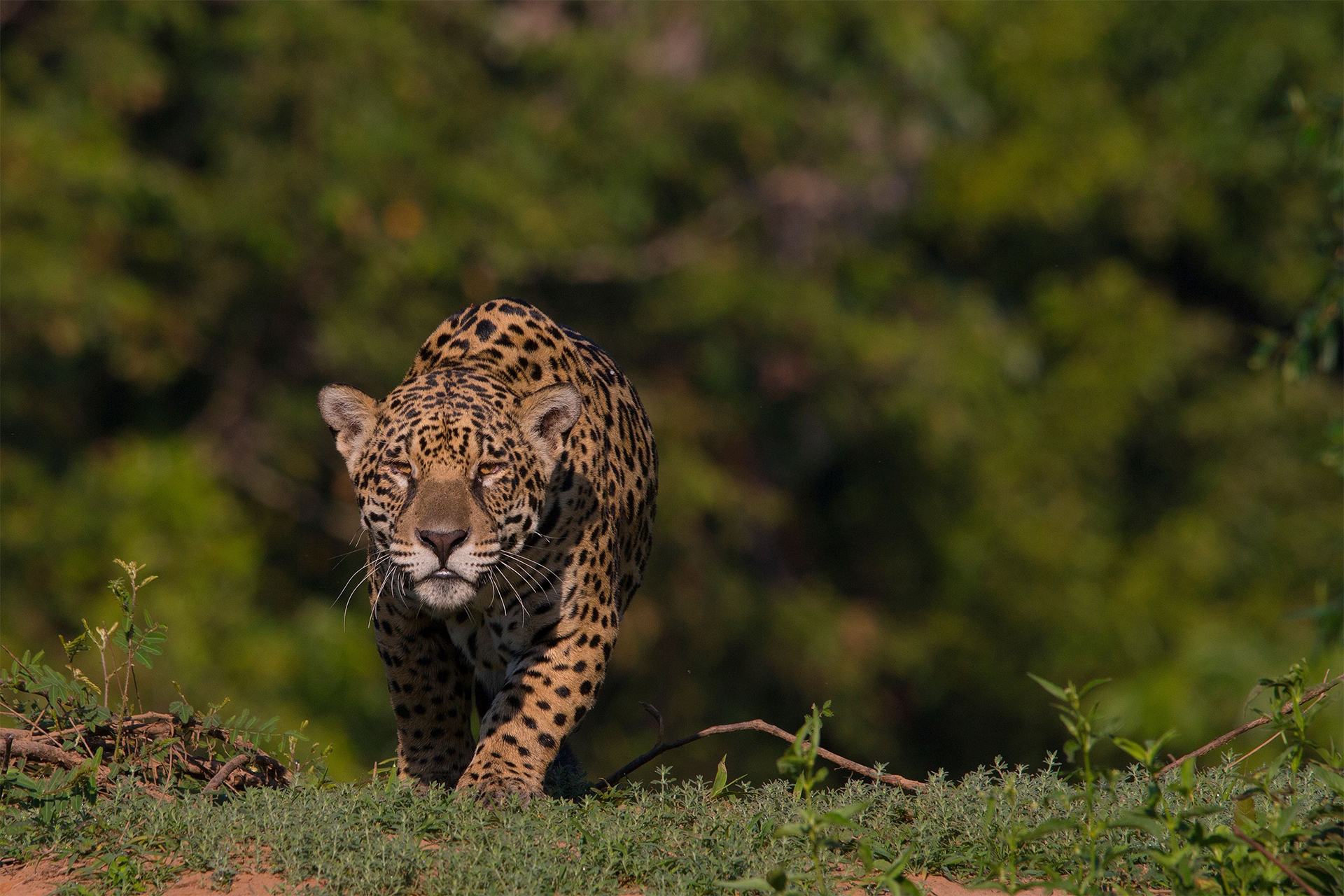Jaguar in Brazil Pantanal on the prowl
