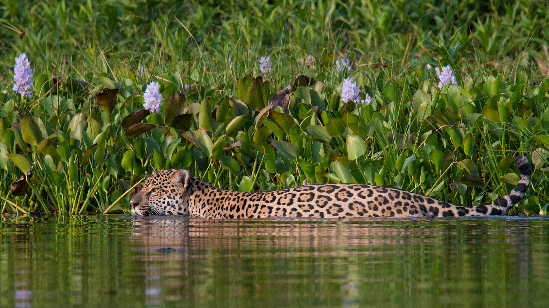 jaguar swimming brazil pantanal latin america south america wildlife rain forest