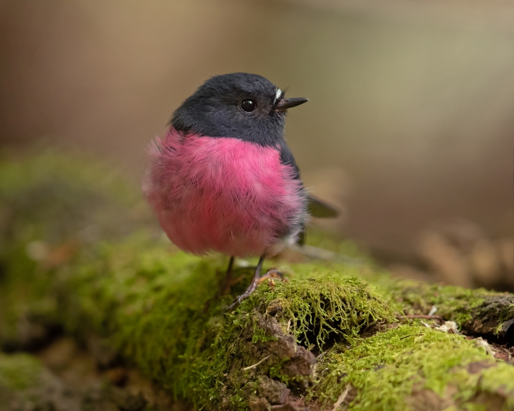 Pink robin in Tasmania