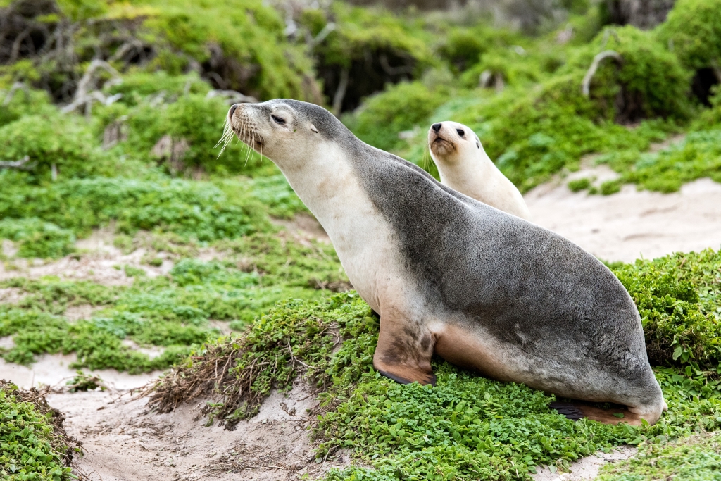 An Australian sea lion mother and pup on Kangaroo Island.