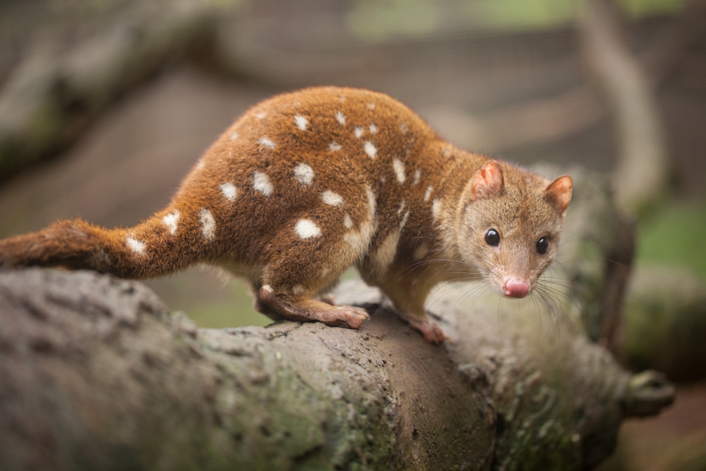 A spotted-tail quoll, also known as a tiger quoll, in Southern Australia.