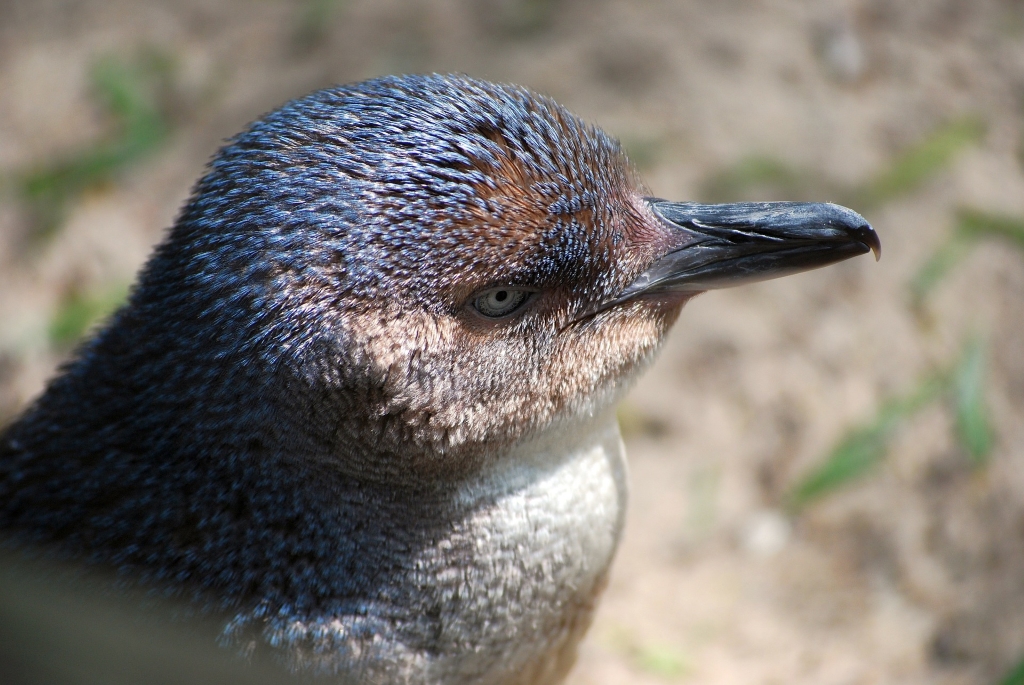 Fairy penguin on a Southern Australia nature tour.