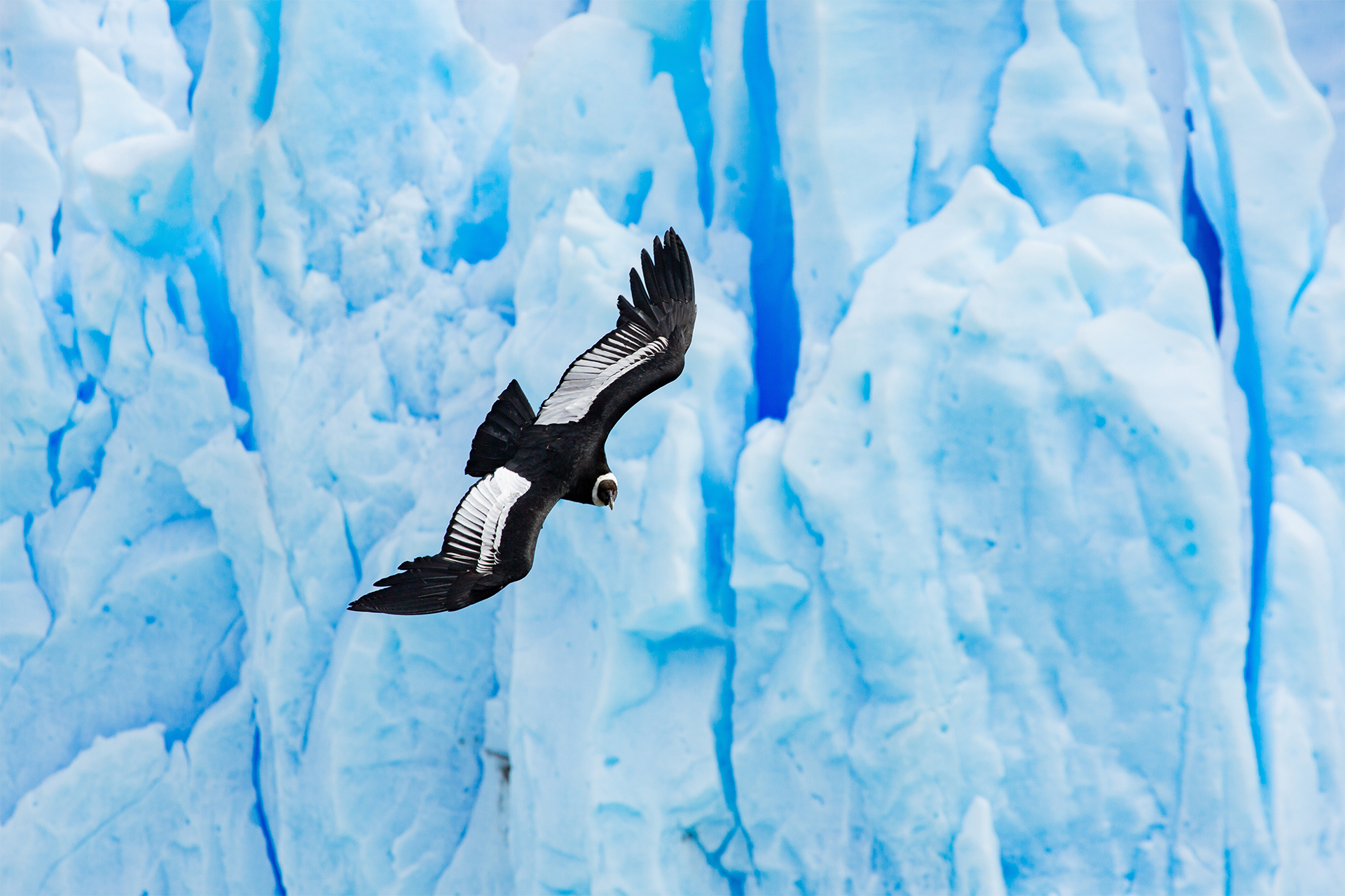 Andean condor with massive wingspan flies over glacier area in Patagonia