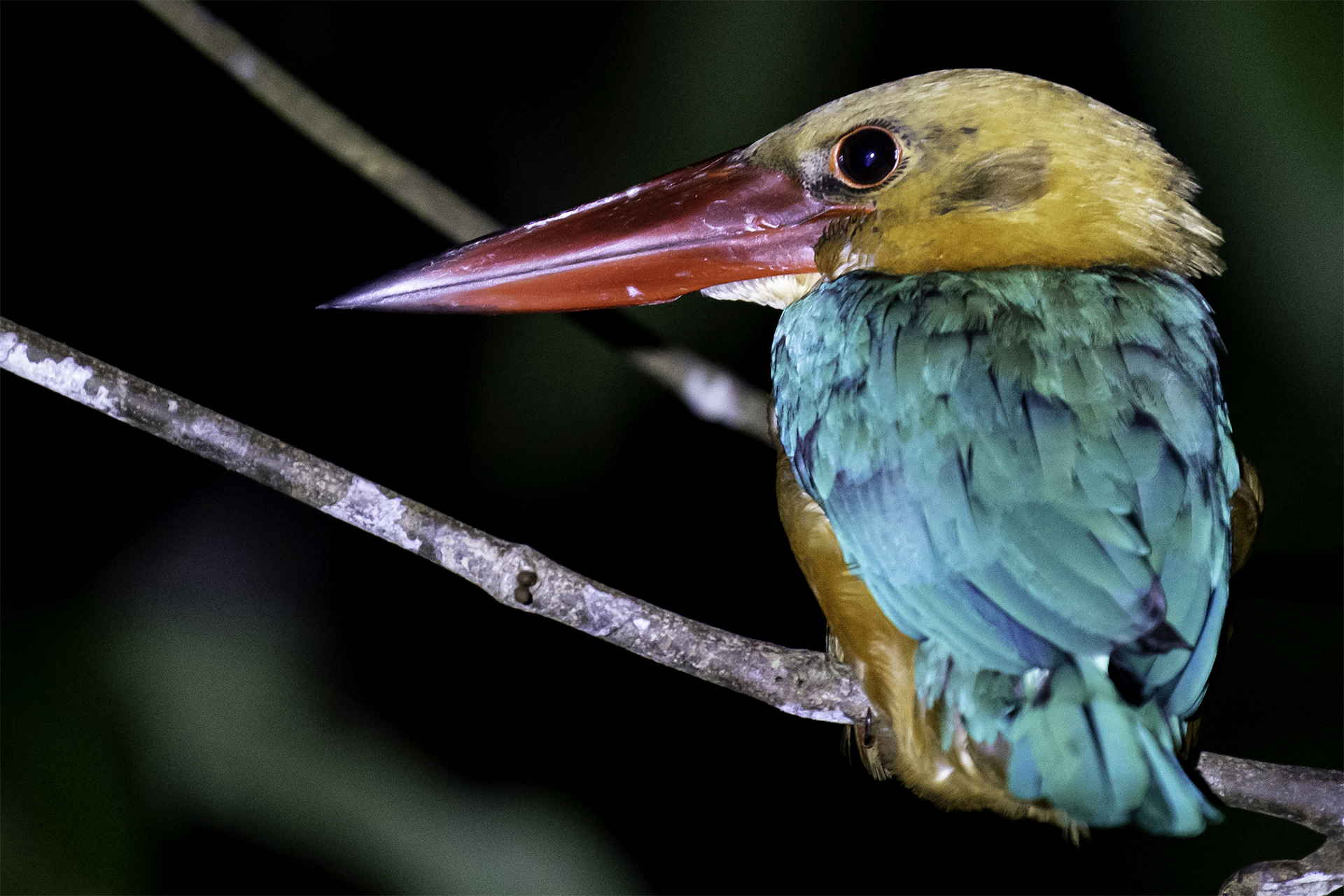 Storkbilled kingfisher bright colorful plumage nocturnal perching in Borneo 
