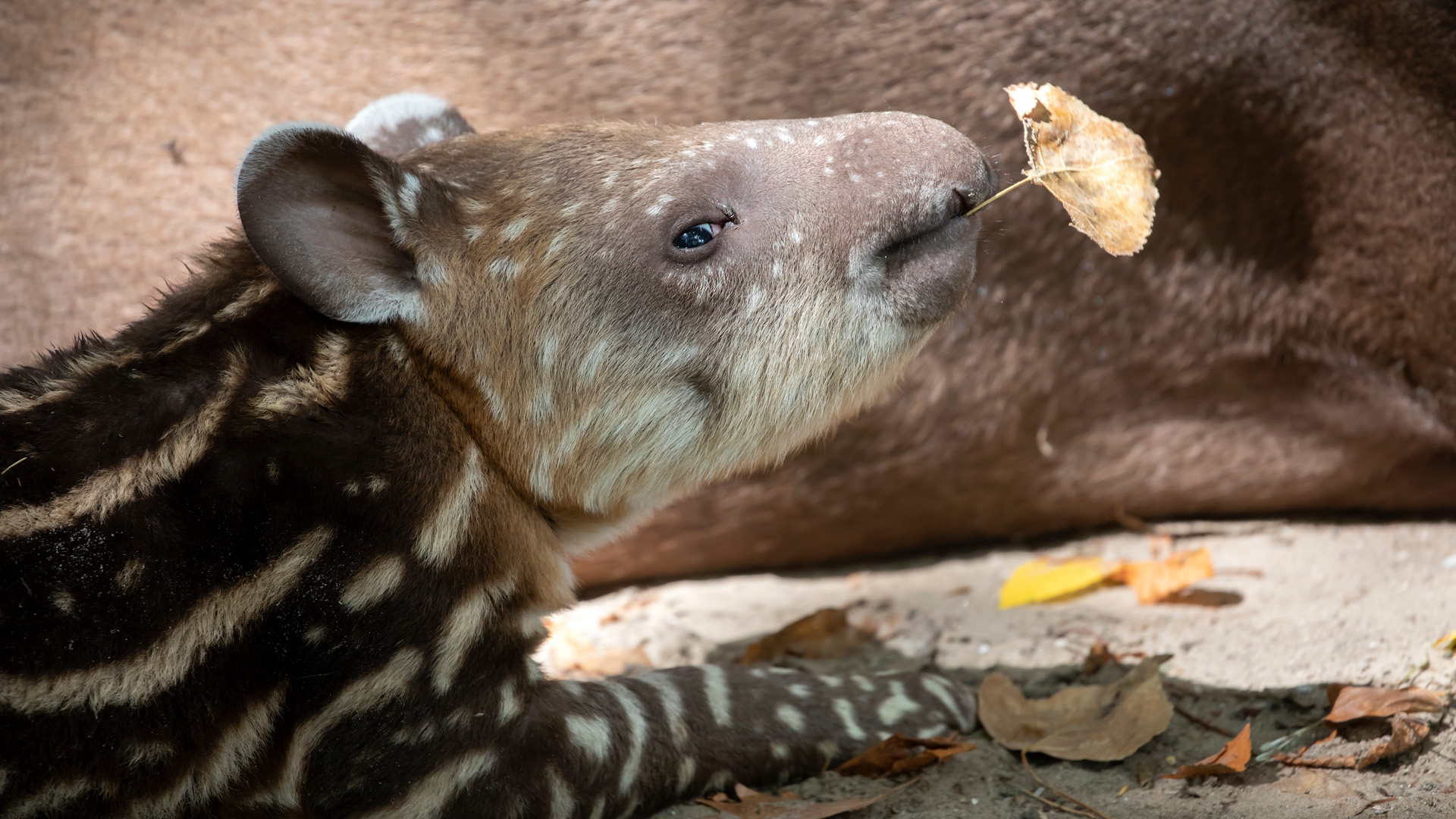 beautiful striped wild tapir baby in wildlife
