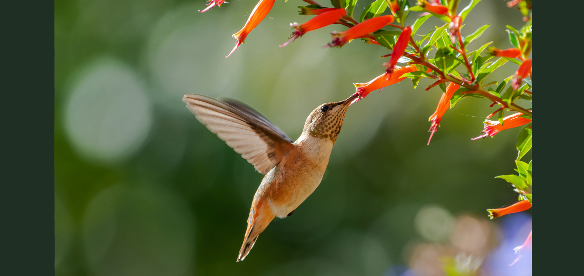 AdobeStock (Created by Candice Gaukel Andrews)