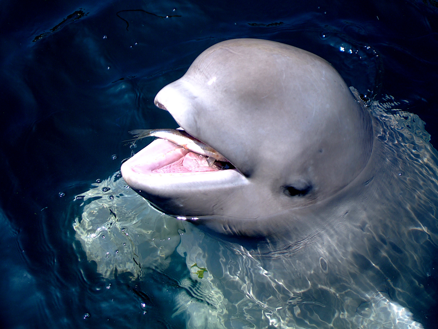 Beluga whale eating fish in sea in Canada. 