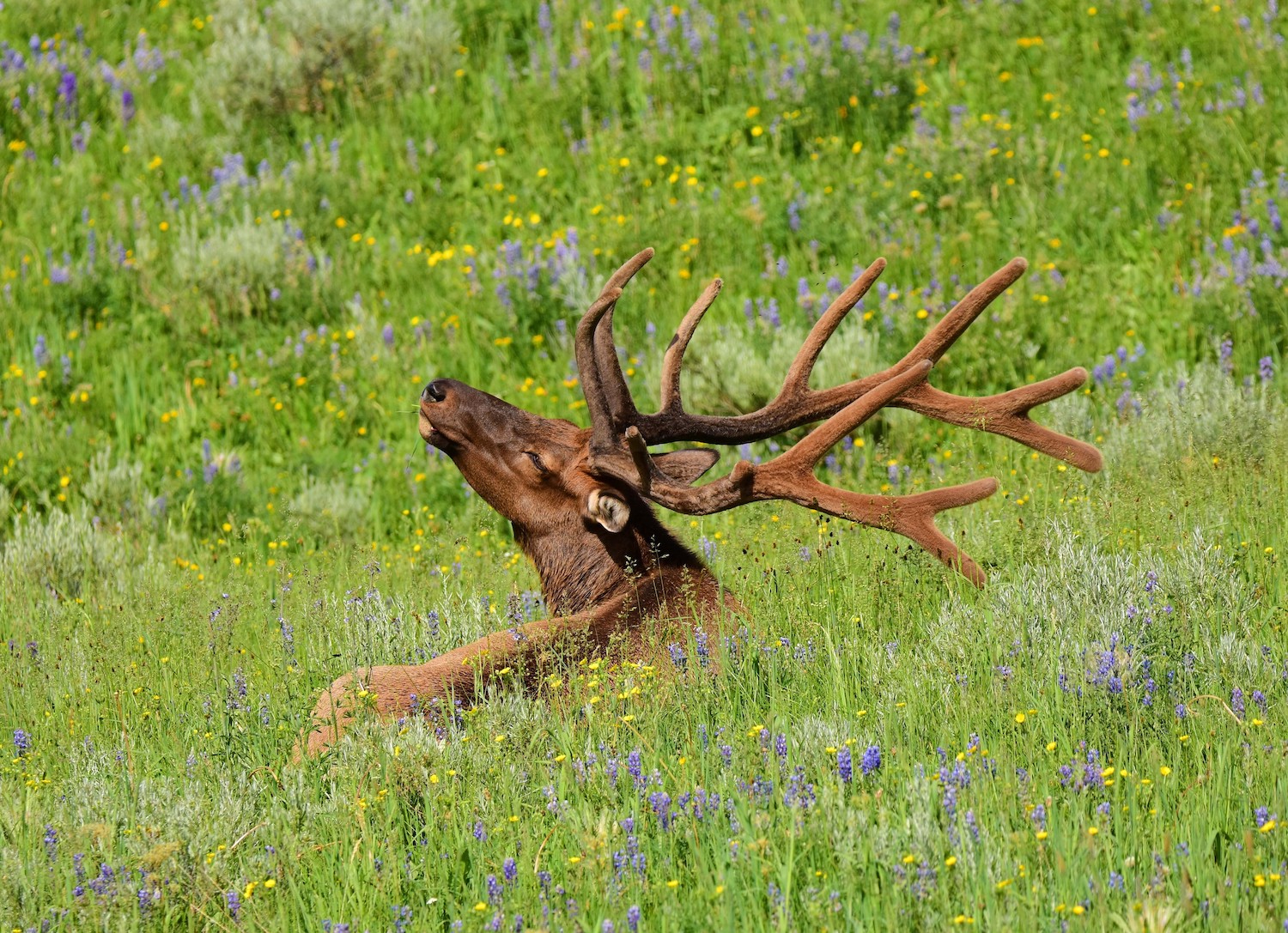 A bull elk rests among marigolds and lupines in Yellowstone National Park.