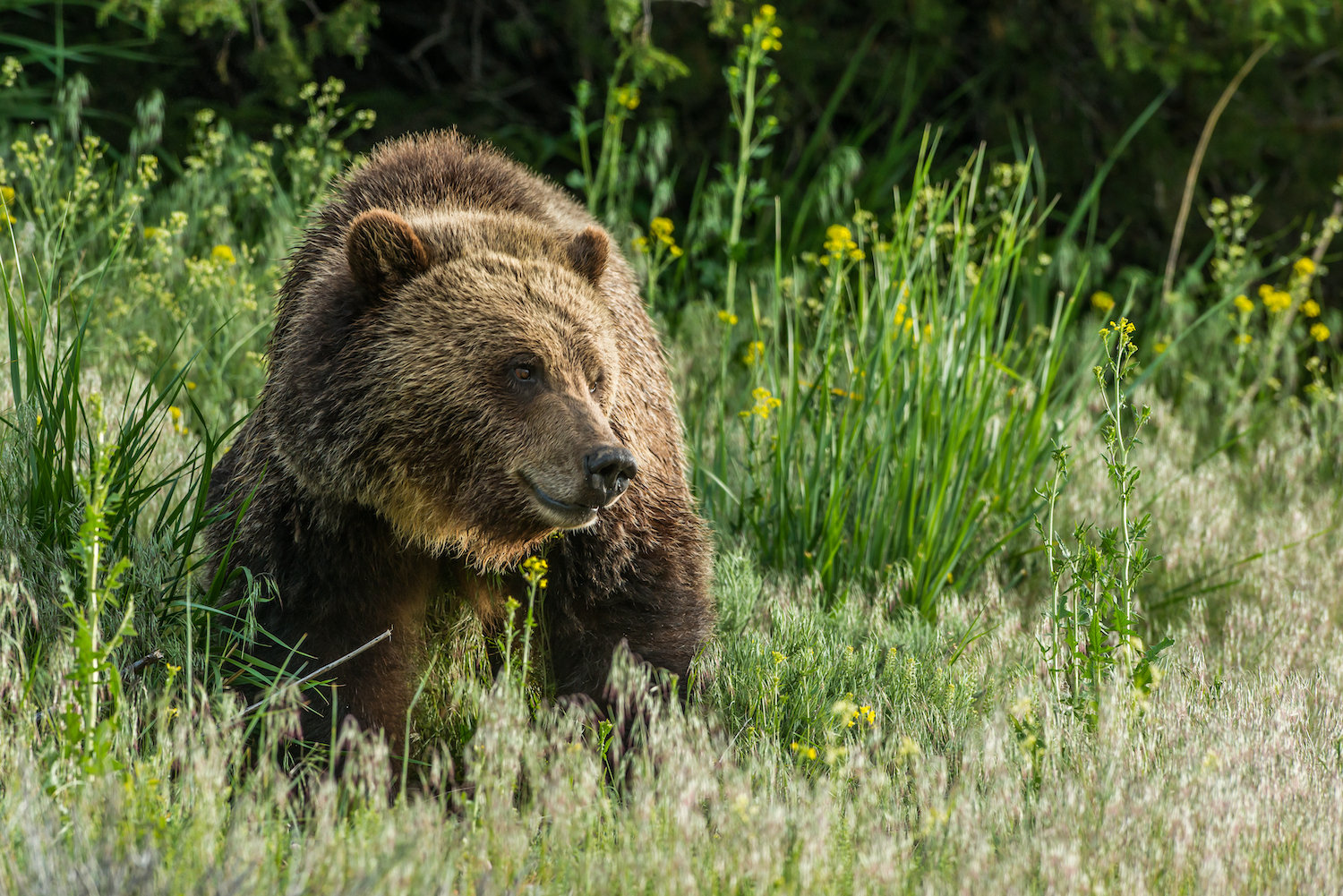 A grizzly bear in Yellowstone